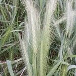 Hordeum murinum Fleur
