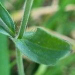 Silene gallica Blad