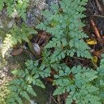 Asplenium balearicum Yeri