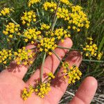 Lomatium parvifolium Цветок