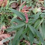 Polygonum persicariaफूल