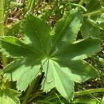 Alchemilla monticola Leaf