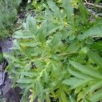 Dorema ammoniacum Otro