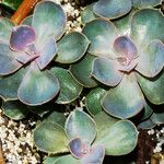 Echeveria gibbiflora 形態