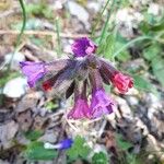 Pulmonaria montana Kwiat