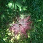 Calliandra brevipes Kvet