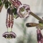 Silene nicaeensis Çiçek