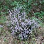 Calluna vulgaris Alkat (teljes növény)