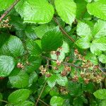 Rubus radula आदत