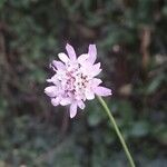 Knautia integrifolia Mosusu