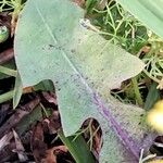 Taraxacum palustre Fuelha