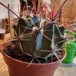 Ferocactus herrerae Foglia