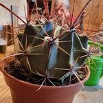 Ferocactus herrerae Hostoa