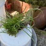 Cyperus michelianus Leaf
