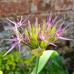 Allium schubertiiFlower