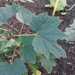 Begonia sikkimensis Blatt