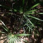 Coccothrinax barbadensis Hoja