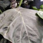 Alocasia wentii