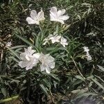 Nerium oleander Blomma