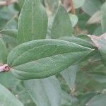 Coriaria japonica Blatt