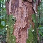 Pouteria aubrevillei Bark