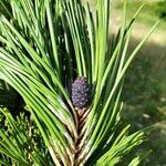 Pinus heldreichii Fruit