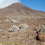 Euphorbia handiensis Habitat