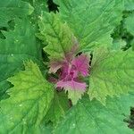 Chenopodium giganteum 葉