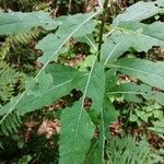 Senecio cacaliaster Folha