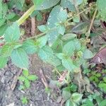 Acalypha multicaulis Other