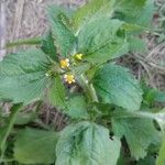 Galinsoga quadriradiata Fuelha