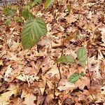 Rubus macrophyllus Habitus