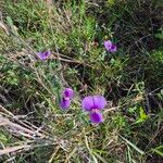 Vigna frutescens Blüte