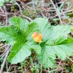 Rubus chamaemorus फल