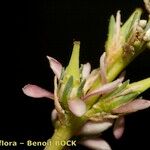 Myricaria germanica Other
