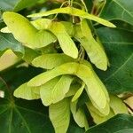 Acer cappadocicum Fruit