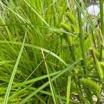 Carex hystericina Yaprak