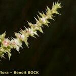 Salsola australis autre