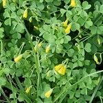 Oxalis dillenii Blüte