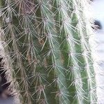 Cleistocactus hyalacanthus Liść