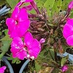 Phlox drummondii Flower