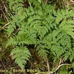 Cystopteris montana Habit