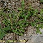 Selaginella helvetica ശീലം