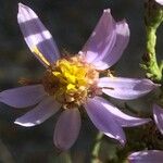 Galatella sedifolia Blomst