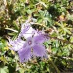Dianthus hyssopifolius Květ