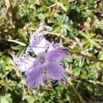 Dianthus hyssopifolius फूल