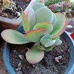 Cotyledon orbiculata Folha