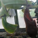 Nepenthes densiflora Leaf