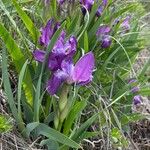 Iris pumila Kvet