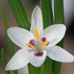 Hesperantha luticola